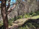 Forêt de Sète